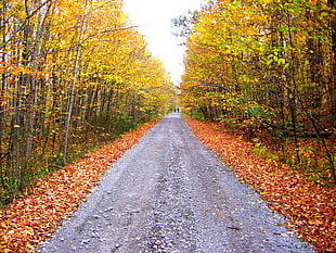 gray pathway between forest