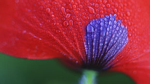 close-up photograpy of red and purple flower