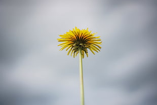yellow high tree during cloudy day, dandelion