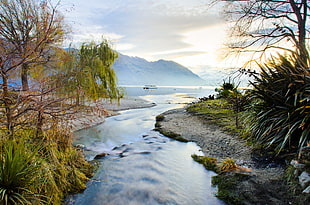 photo of lake and trees HD wallpaper