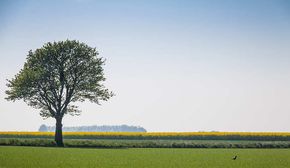 tree at grass covered field during day HD wallpaper