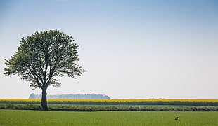tree at grass covered field during day