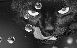 black bombay cat licking drop of water