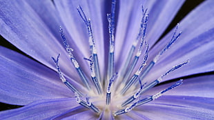 selective focus photography of purple flower
