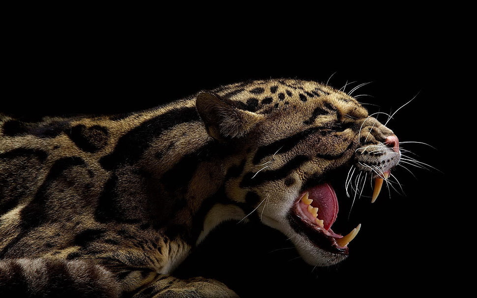brown and black animal, animals, black, jaguars HD wallpaper