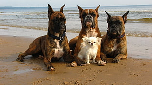 three brown short-coated dogs and small white long-coated puppy near seashore