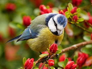 yellow, white, and blue bird in closeup photo