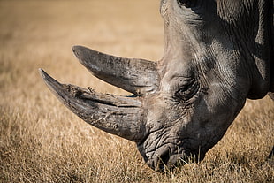 shallow focus photography of black rhino
