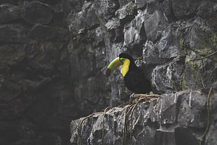 toucan on rock HD wallpaper