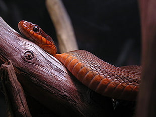 closeup photo of brown snake