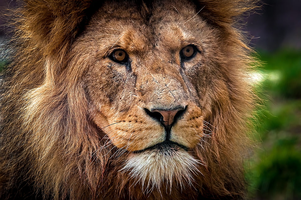 Lion photography HD wallpaper