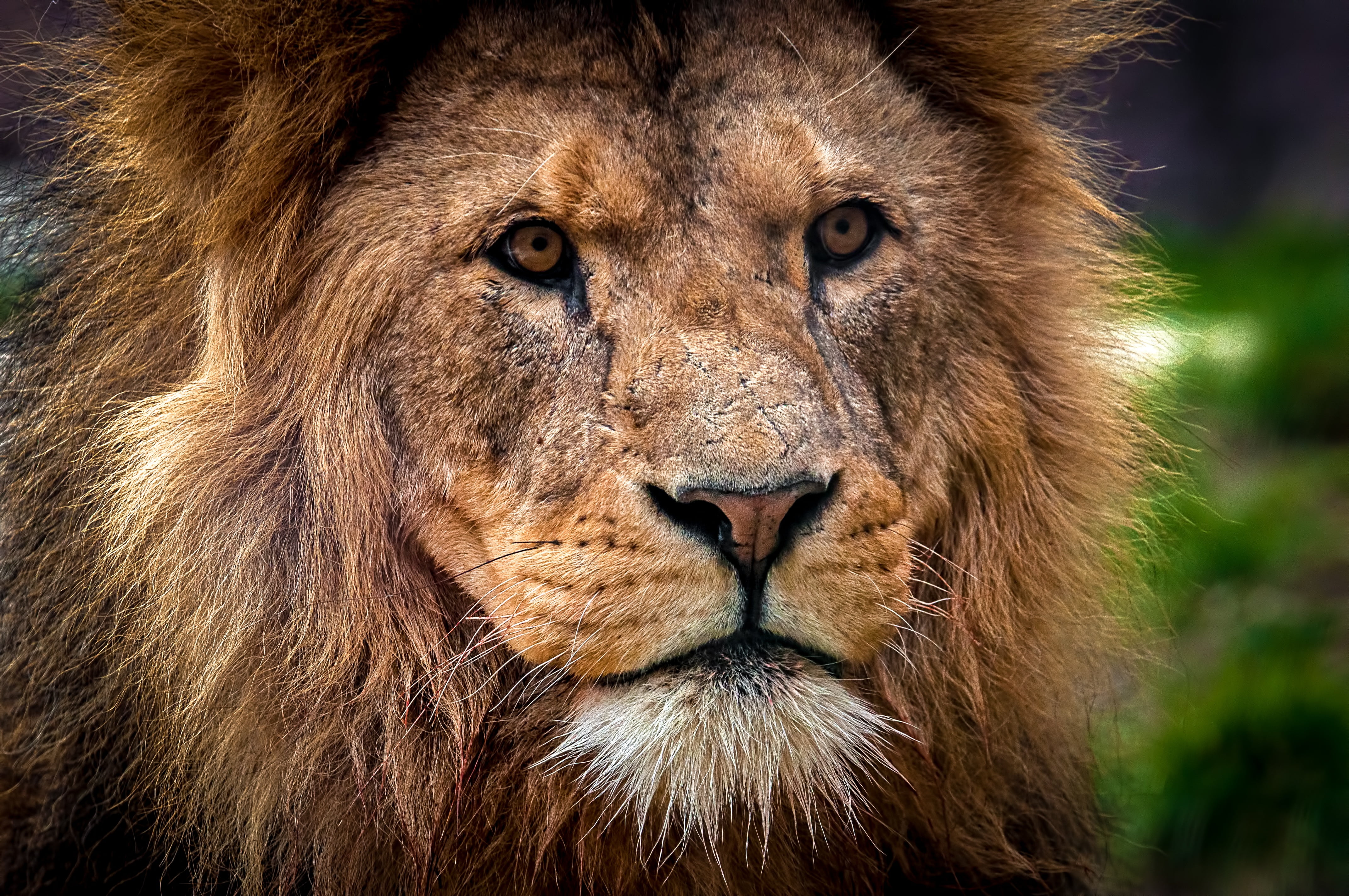 Lion photography