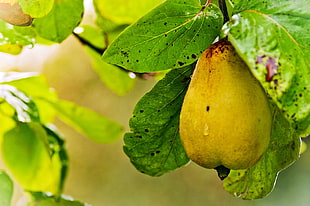 closeup photo of yellow fruit