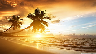 coconut tree, landscape, sea, palm trees