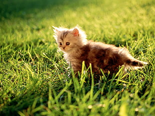 orange Persian kitten, kittens