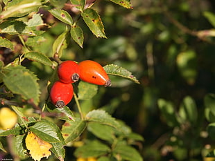 three red and orange tree fruits