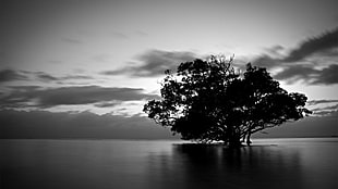silhouette of tree, trees, water, dark