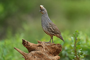 selective focus photography of short beaked small size gray bird on wood-slab, scaled quail, callipepla squamata