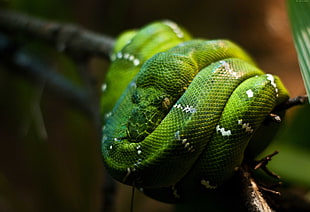 closeup photo of green snake