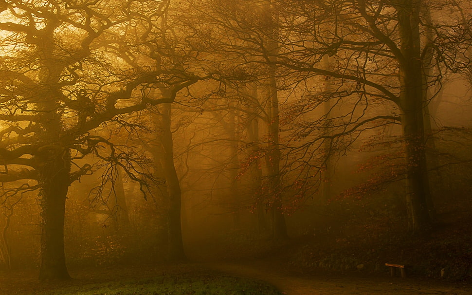 bare trees, landscape, nature, fall, park HD wallpaper
