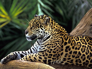 depth of field photography of leopard resting on tree branch
