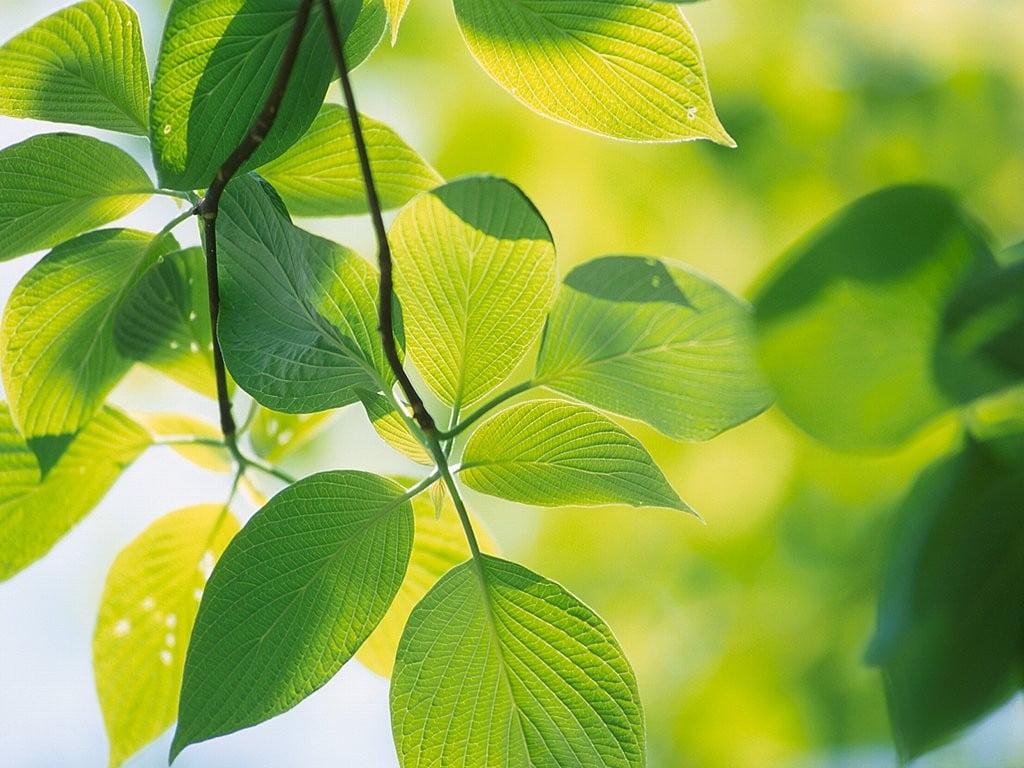 green leafed plant, leaves, green, nature, plants