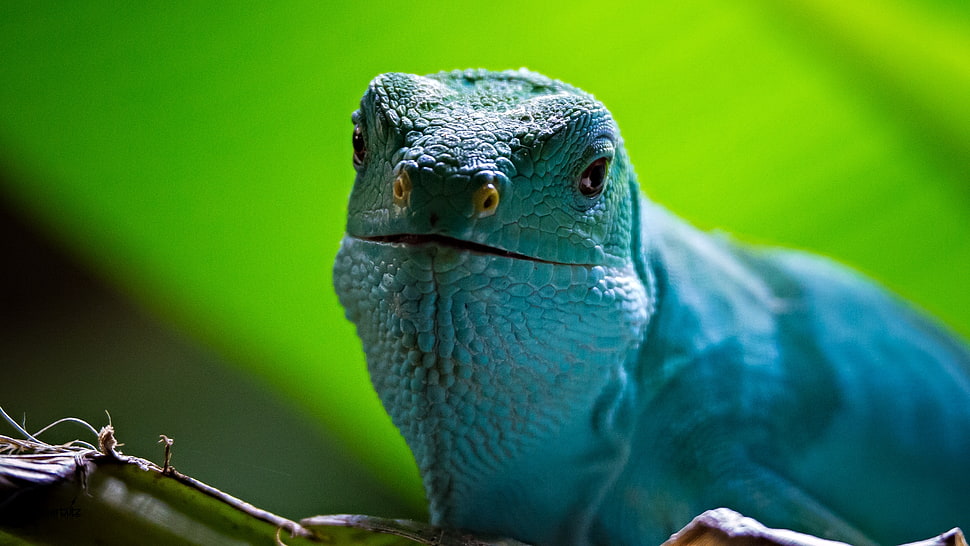 shallow focus on blue lizard HD wallpaper