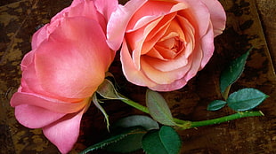 two pink petaled roses, rose, flowers, plants