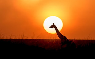 Giraffe during sunset surrounded on green grass field