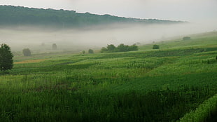 green grass fields under cloudy sky HD wallpaper