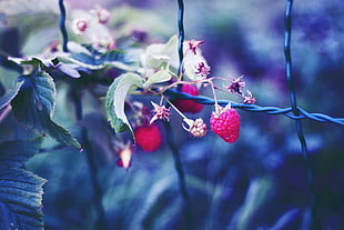 raspberry and green leaf photoshot HD wallpaper