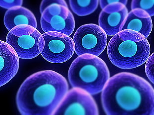 purple and blue molecules, cells, biology , science HD wallpaper