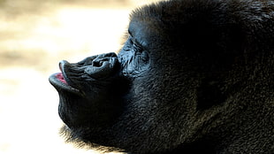 black primate pouting its lips