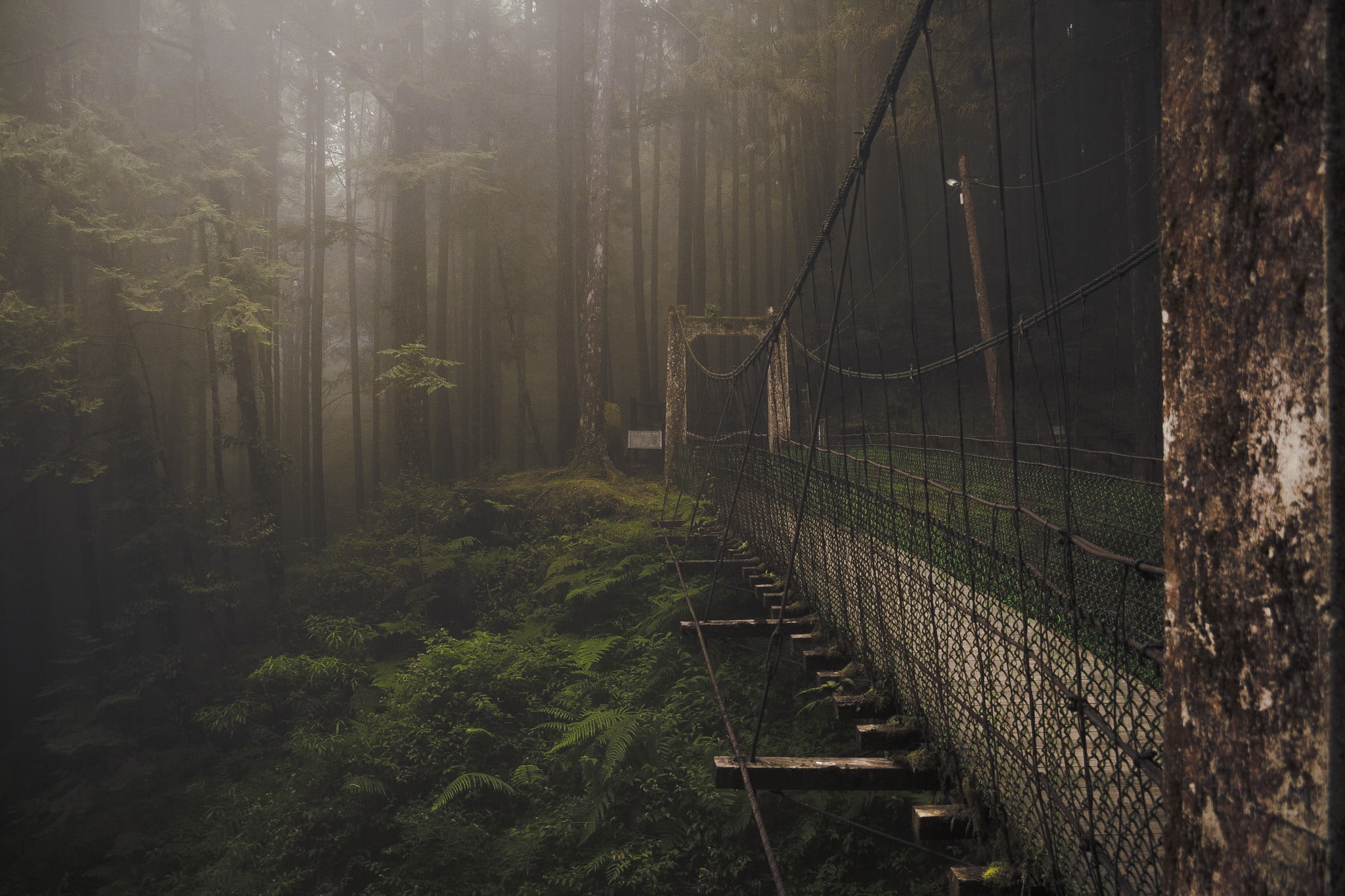 Атмосферные стоки. Лесной мост, горы Алишань, Тайвань. Атмосферные места. Заброшенный лес. Мистический мост.