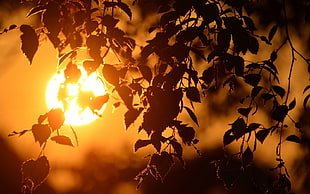 silhouette photo of leaves HD wallpaper