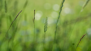 photo of green grass