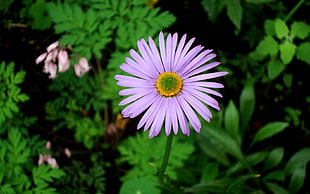 purple Aster flower closeup photography HD wallpaper