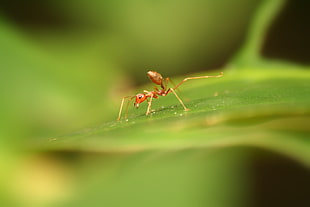 brown ant on green plant leaf, oecophylla