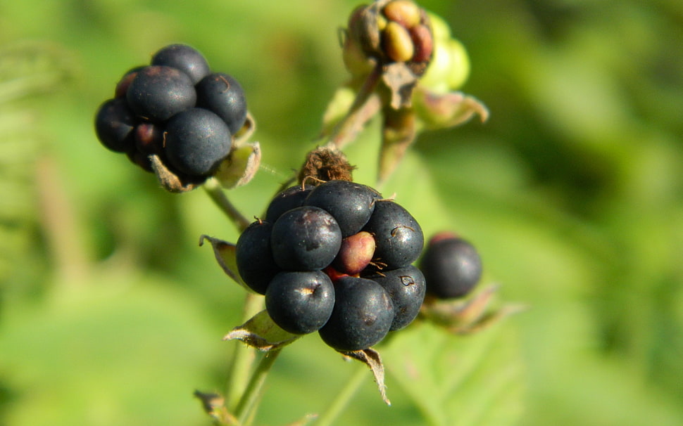 selective focus photography of black fruit HD wallpaper