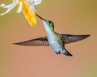 humming bird near yellow flowers close up photography