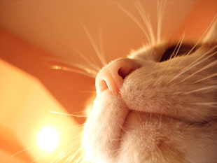tilt shift photography of cat