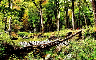 green leafed trees, nature, landscape, forest, old bridge