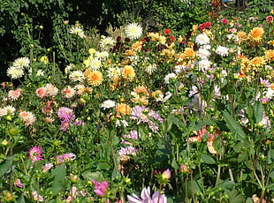 assorted flowering plants