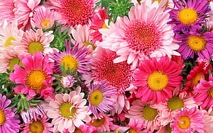 pink and purple Daisy flowers HD wallpaper