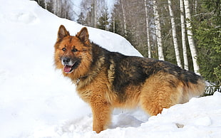 adult black and tan German shepherd on ice covered area