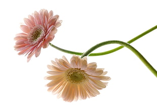 pink and peach-colored daisy flowers HD wallpaper