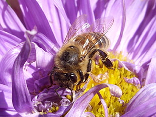 Honey bee perched on purple flower HD wallpaper