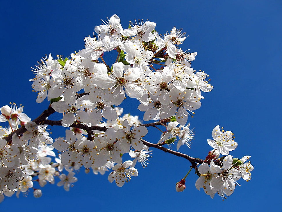 white Apple Blossoms at daytime HD wallpaper