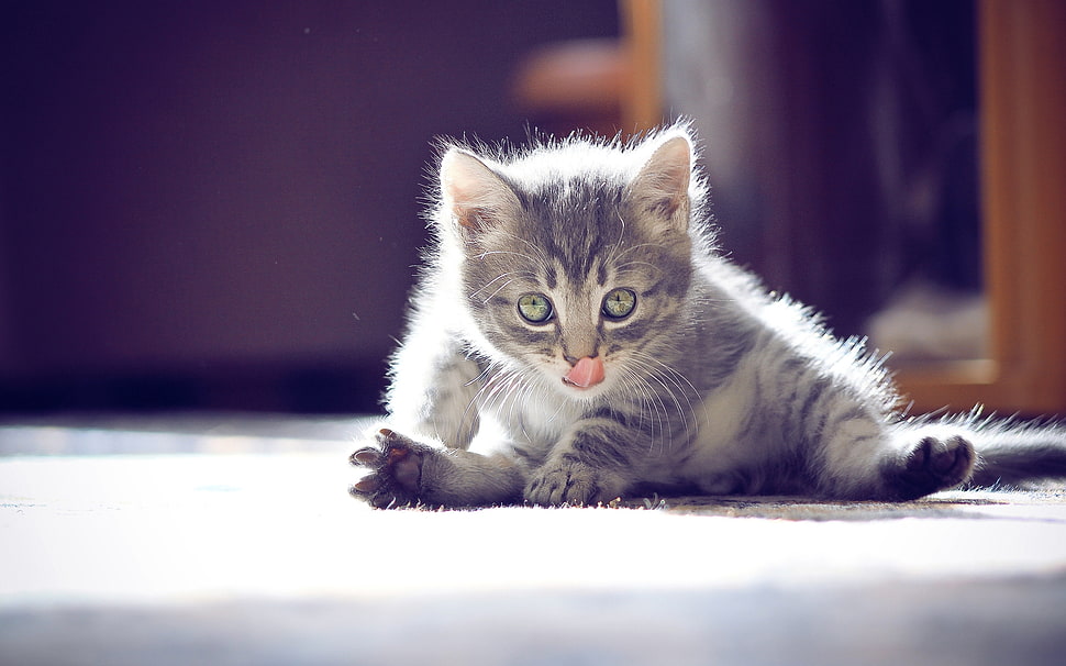 focus photography of short-fur gray tabby cat HD wallpaper