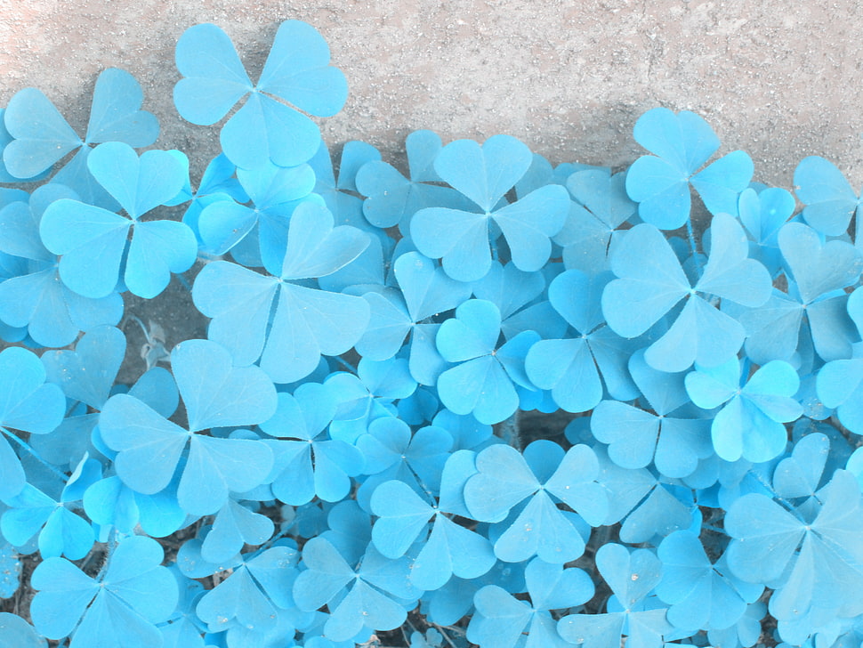 blue clover paper ornaments HD wallpaper